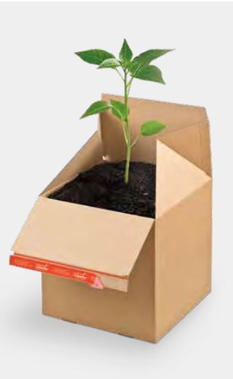 nachhaltiger Karton aus Wellpappe, Kartonage aus welchem ein Baum wächst